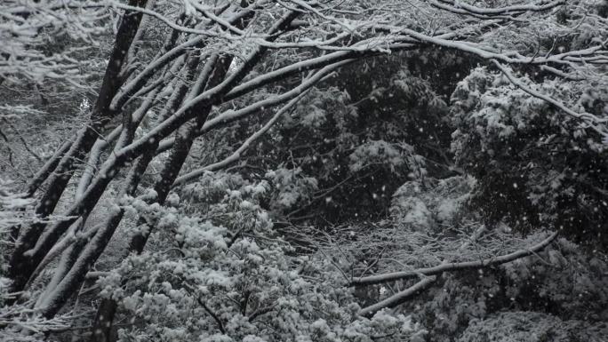 涩谷，东京，日本:代代木公园冬日雪景的慢镜头。