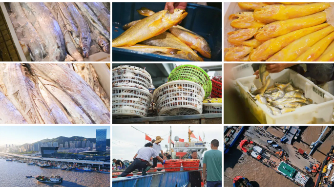 舟山海鲜水产码头港口鱼获忙碌带鱼黄鱼