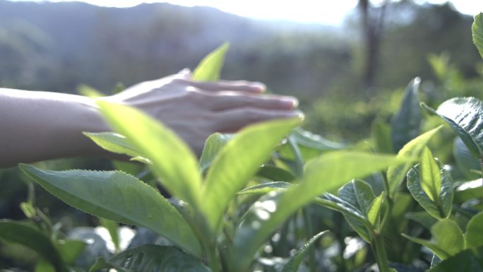 茶叶茶山茶艺茶园普洱采茶茶红茶绿茶春茶茶