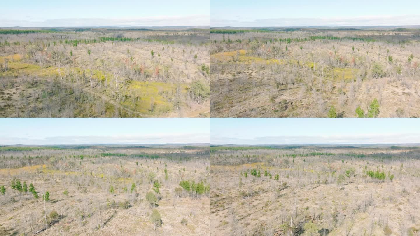 从空中拍摄的蓝山严重丛林大火后重建的大片森林