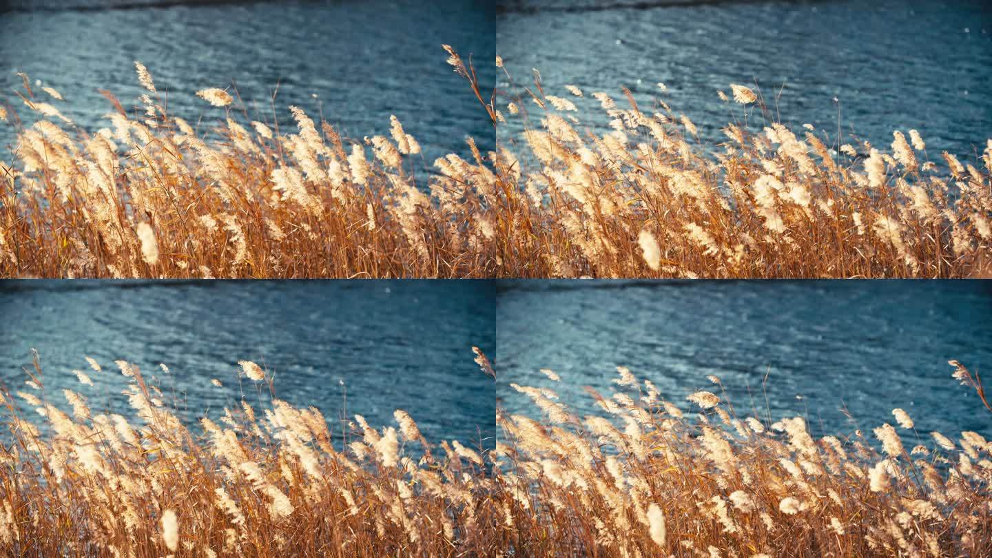 秋天风中湖水边夕阳芦苇芦花摇摆飘动