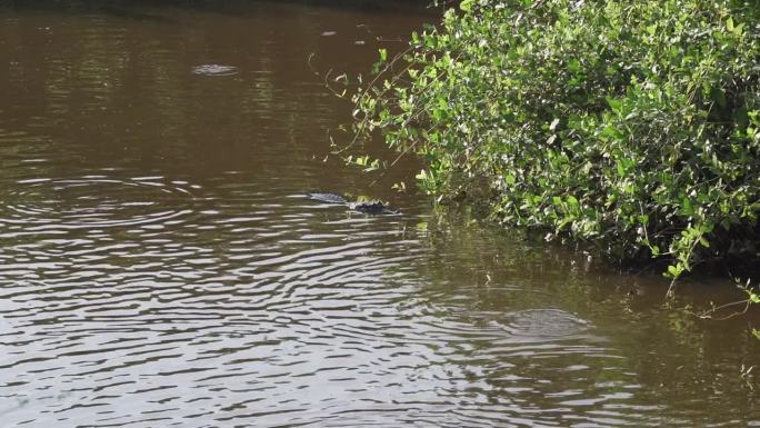 凯门鳄在通往Jofre港的透明塔内拉碎石路上，穿过潘塔纳尔，巴西世界上最大的沼泽地区，放松和日光浴。
