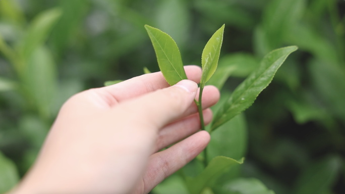 女孩手抚摸茶叶