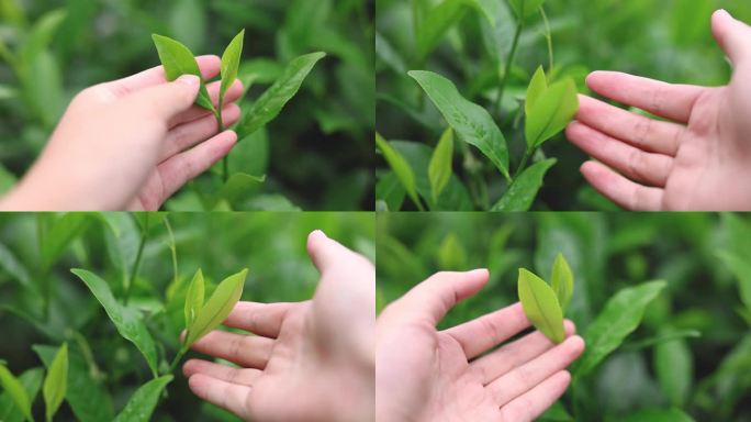 女孩手抚摸茶叶