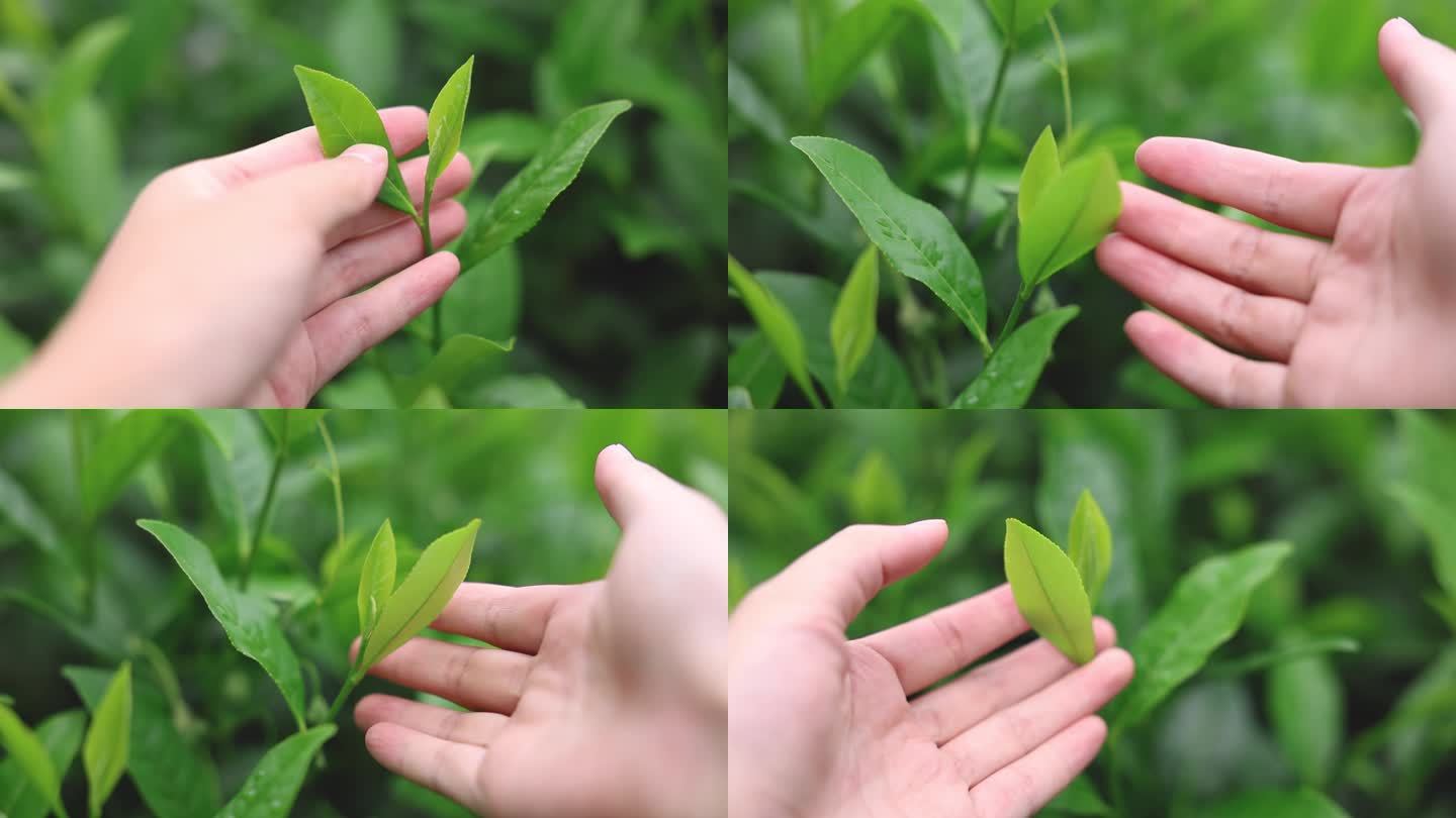 女孩手抚摸茶叶