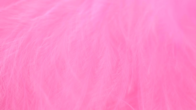 抽象温柔粉红色羽毛背景。选择性对焦，慢动作羽毛背景。宏。粉色蓬松背景