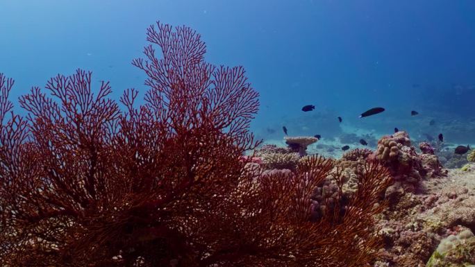 稳定的向前滑行捕捉到红海扇形珊瑚充满活力的运动，增加了迷人的珊瑚海洋海景在镜头前展开