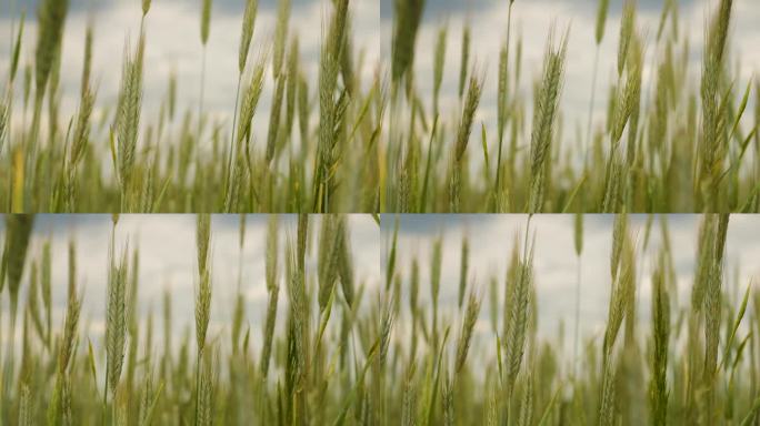傍晚天空麦田夏季肥沃背景。小麦的小穗随风摇摆。谷物在夏天成熟。农业经营环境友好型小麦。田园诗般的自然
