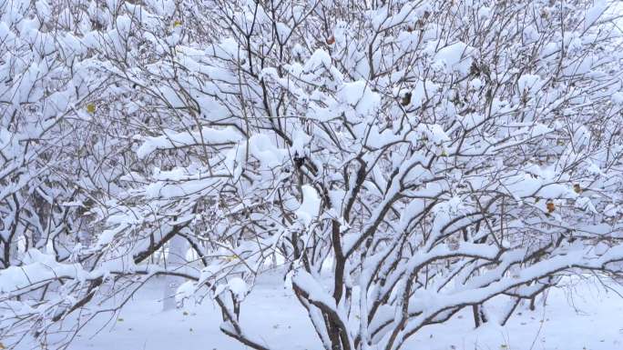 雪天大街步行的人们、被雪压的大树