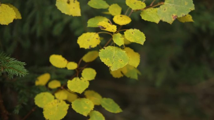 黄色的叶子在模糊的棕色森林背景上。大地色调，自然色。墙纸片段。金色的树，秋天的背景。副本的空间。彩色