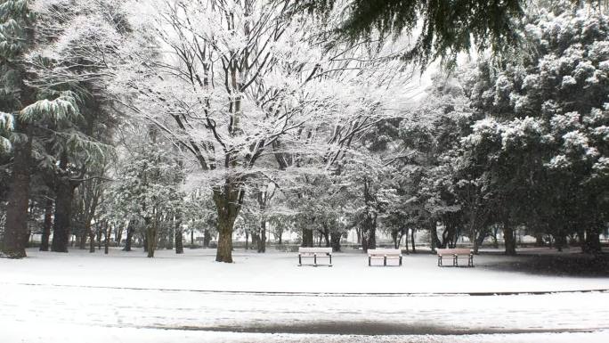 涩谷，东京，日本:代代木公园的冬季雪景。