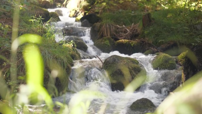 声音森林河视频4k在实时缓慢的相机移动到左边。镜头与快速森林溪流