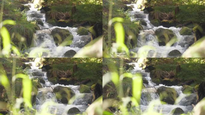 声音森林河视频4k在实时缓慢的相机移动到左边。镜头与快速森林溪流