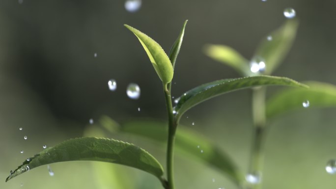 茶叶茶山茶艺茶园普洱采茶茶红茶绿茶春茶茶