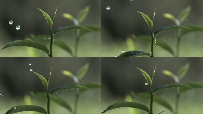 茶叶茶山茶艺茶园普洱采茶茶红茶绿茶春茶茶