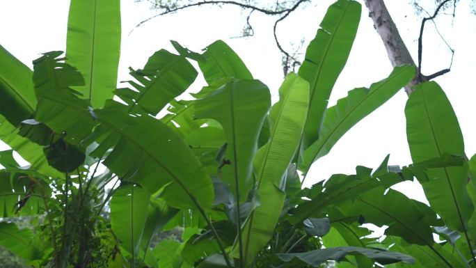 仰拍森林生长的芭蕉树