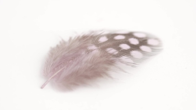 白色背景上的鹌鹑羽毛特写。选择性对焦，慢动作羽毛背景。宏。