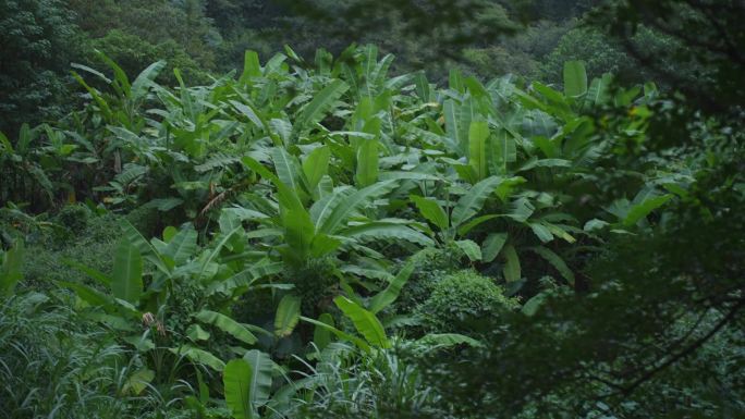 在森林里生长的芭蕉树