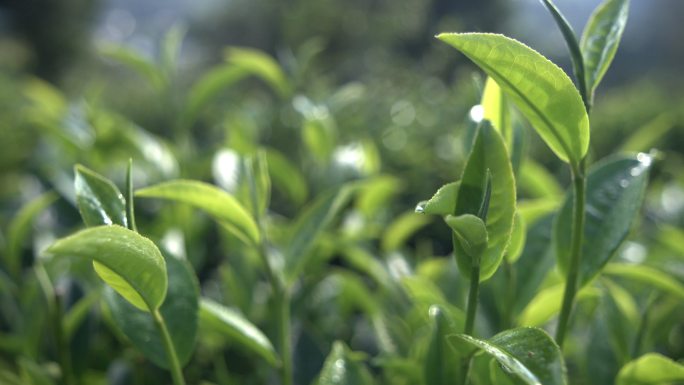 茶叶茶山茶艺茶园普洱采茶茶红茶绿茶春茶茶