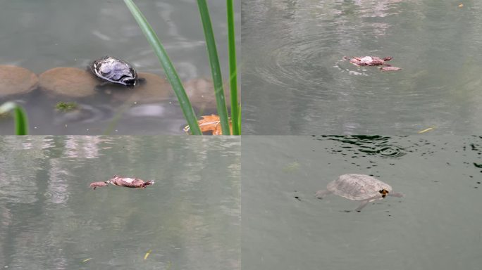 乌龟晒太阳游泳