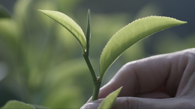 茶叶茶山茶艺茶园普洱采茶茶红茶绿茶春茶茶