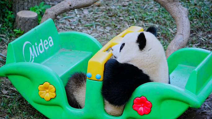 大熊猫玩玩具