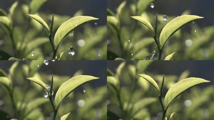 茶叶茶山茶艺茶园普洱采茶茶红茶绿茶春茶茶