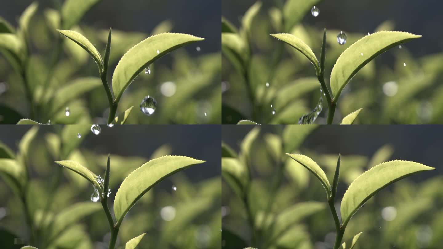 茶叶茶山茶艺茶园普洱采茶茶红茶绿茶春茶茶