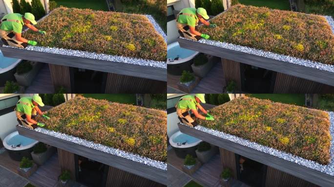 专业园丁在棚顶建造景天绿色屋顶