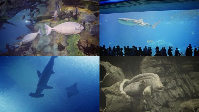 珠海长隆海洋世界的鱼群
