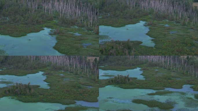 马里兰湿地密林山林茂密