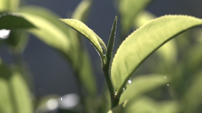 茶叶茶山茶艺茶园普洱采茶茶红茶绿茶春茶茶