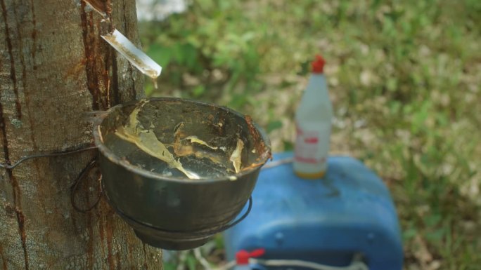 移动特写显示橡胶收集过程和使用的溶剂，橡胶树种植园在泰国。