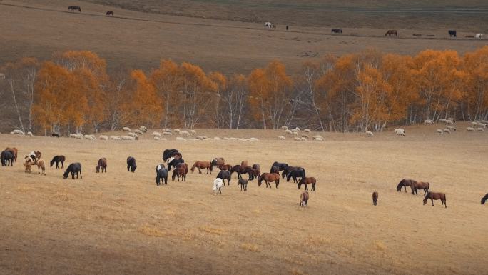 内蒙古乌兰布统景区坝上草原的马群