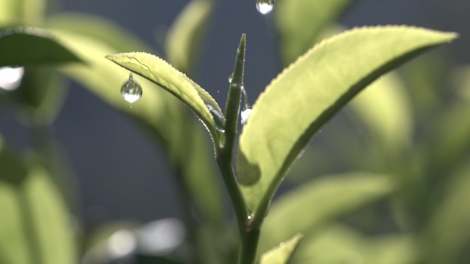 茶叶茶山茶艺茶园普洱采茶茶红茶绿茶春茶茶