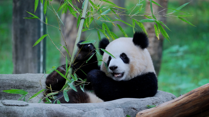 大熊猫吃竹子渝爱
