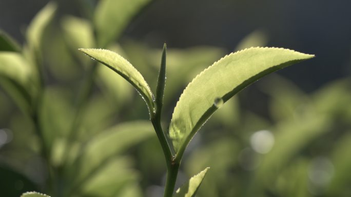 茶叶茶山茶艺茶园普洱采茶茶红茶绿茶春茶茶