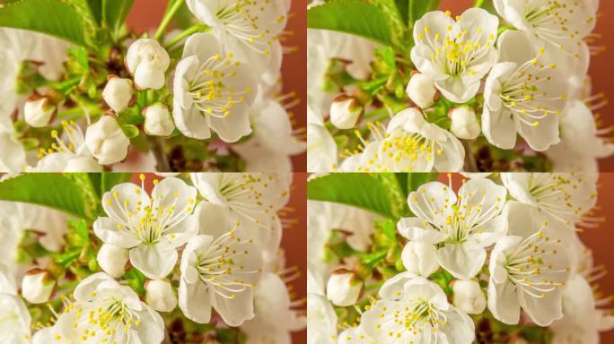 在棕色的背景上，一棵梅树的花朵绽放和生长。盛开的小白李花。