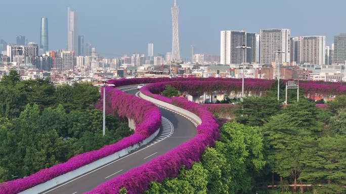 中国广东省广州市东晓南立交三角梅