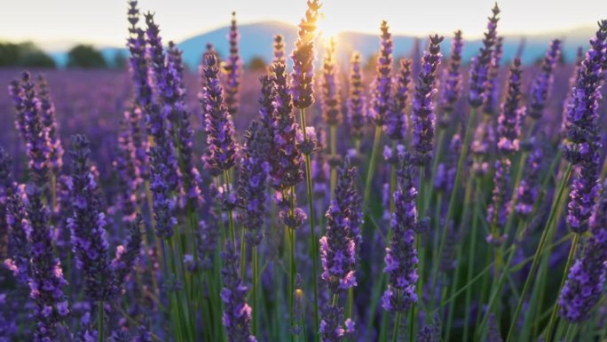日落时的薰衣草田，法国普罗旺斯。美丽的紫色薰衣草花，阳光穿透花朵，背光的紫色薰衣草花在风中摇曳。万向