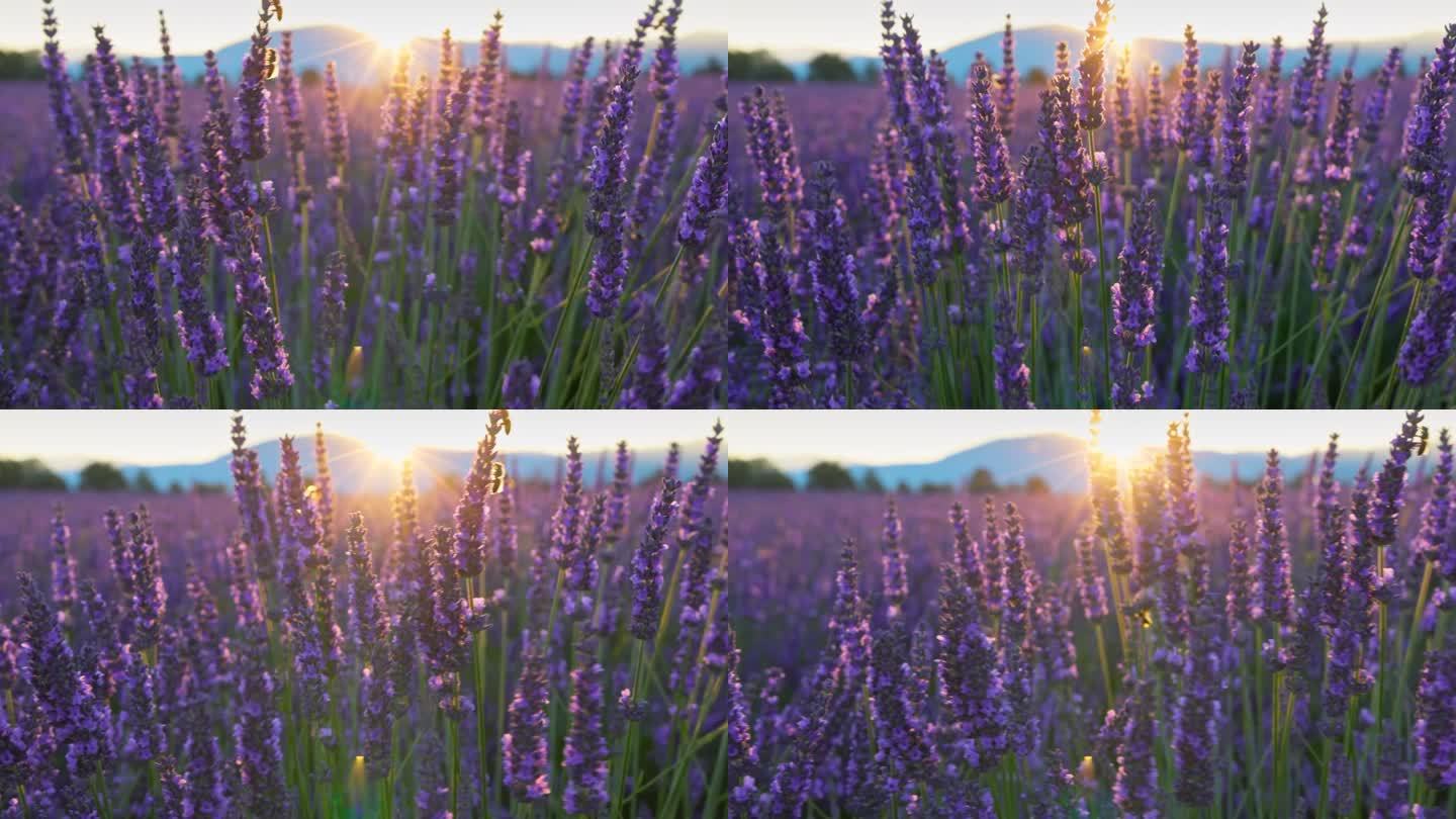 日落时的薰衣草田，法国普罗旺斯。美丽的紫色薰衣草花，阳光穿透花朵，背光的紫色薰衣草花在风中摇曳。万向