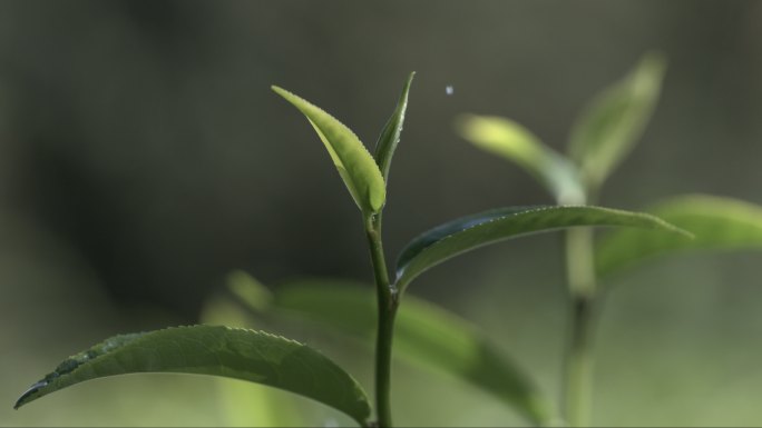 茶叶茶山茶艺茶园普洱采茶茶红茶绿茶春茶茶