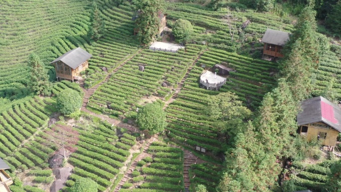 航拍姑婆山方家茶园