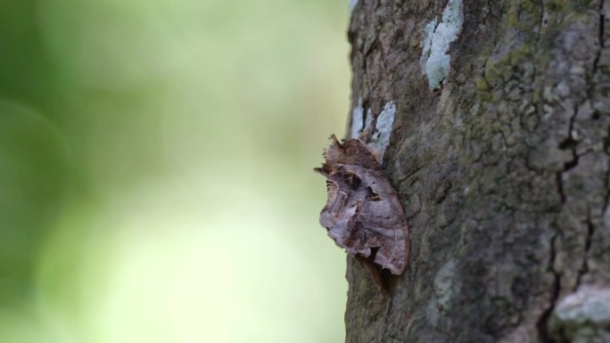 下午在泰国考艾国家公园的森林深处看到的蛾子看起来像树皮的一部分