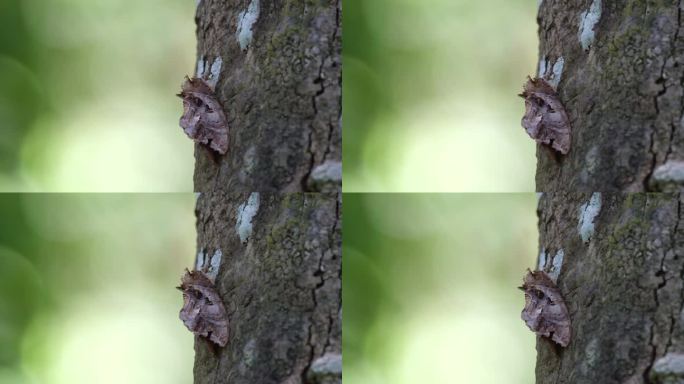 下午在泰国考艾国家公园的森林深处看到的蛾子看起来像树皮的一部分