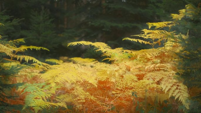 秋天的黄色蕨类植物在阵阵微风中移动，明亮美丽的秋天色彩在漫射的阳光中