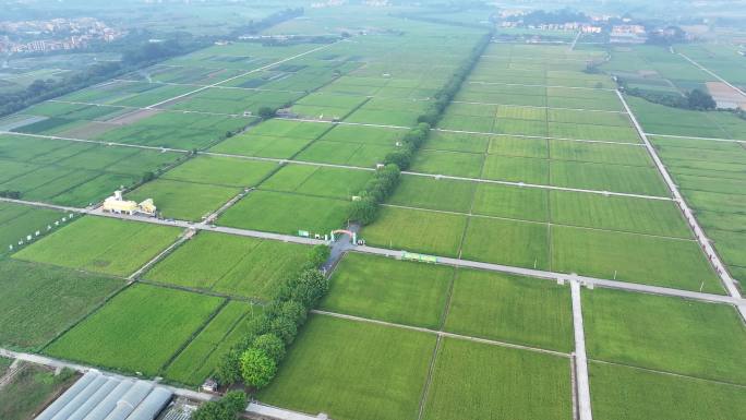 中国广州市增城区丝苗米省级现代农业产业园
