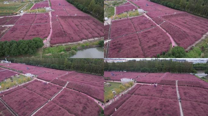 嘉北郊野公园粉黛草花海