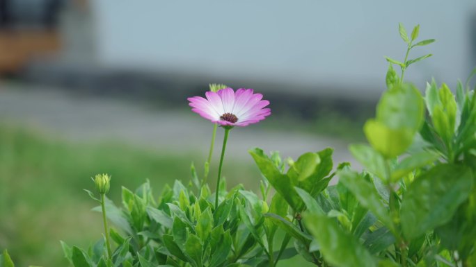 4K美好生活情侣旅行川西佛塔花草山里民宿