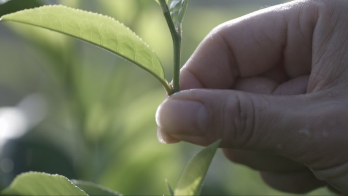 茶叶茶山茶艺茶园普洱采茶茶红茶绿茶春茶茶